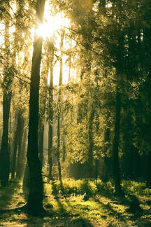 Naturbestattung in Berlin Wald Baum Wiese See