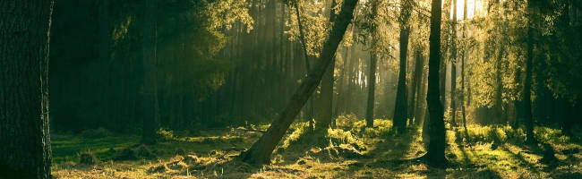 Waldbestattung Berlin Beisetzung am Baum