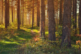 Waldbestattung Berlin